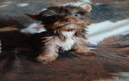 Yorkshire Terrier dogs for sale: Little Red - Image 5