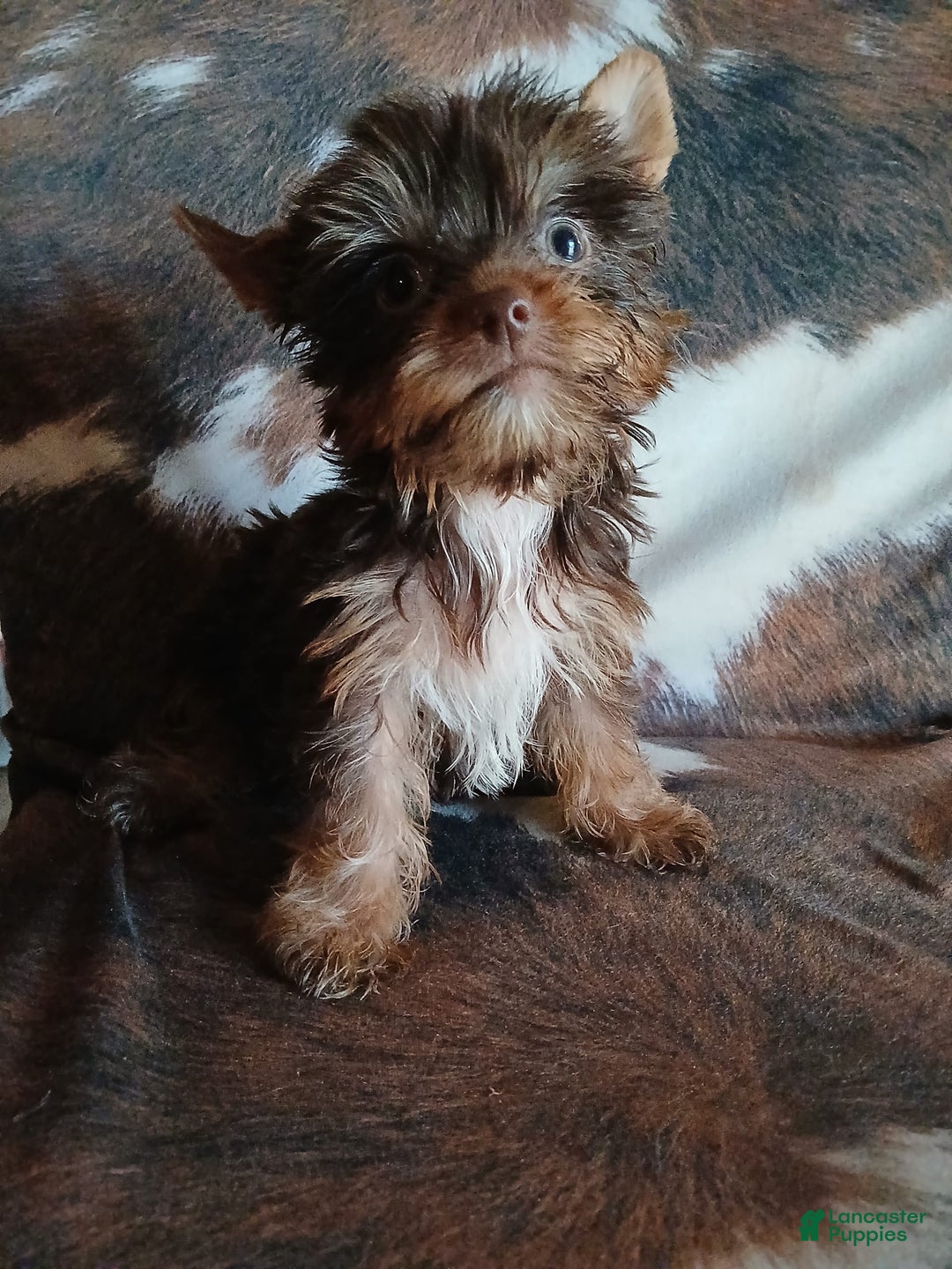 Yorkshire Terrier dogs for sale: Little Red - Image 5