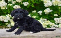 Portuguese Water Dog dogs for sale: Milo - Image 3