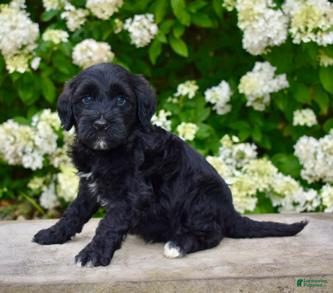 Portuguese Water Dog dogs for sale: Milo - Image 3