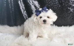 Maltese dogs for sale: Eaton - Image 3