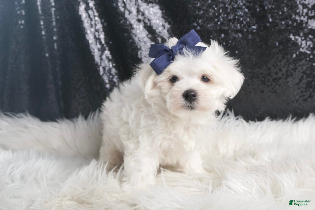 Maltese dogs for sale: Eaton - Image 3