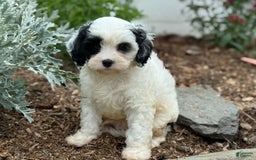 Cavapoo dogs for sale: Casper - Image 8