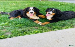 Bernese Mountain Dog dogs for sale: Pebbles - Image 72