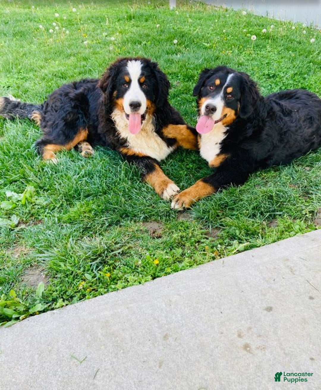 Bernese Mountain Dog dogs for sale: Pebbles - Image 72