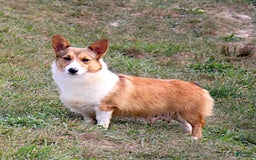 Welsh Corgi Pembroke dogs for sale: Conway - Image 6