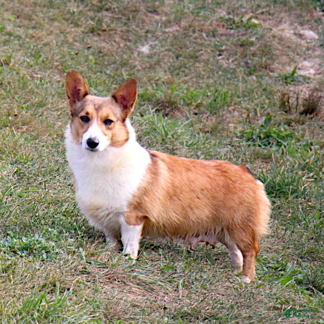 Welsh Corgi Pembroke dogs for sale: Conway - Image 6