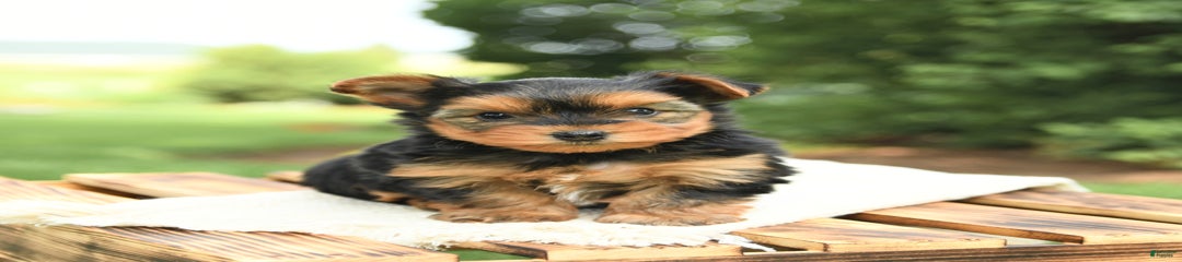 Baxter