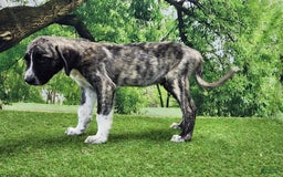 Anatolian Shepherd dogs for sale: AKC Dusty 2025 Male 6 - Image 7