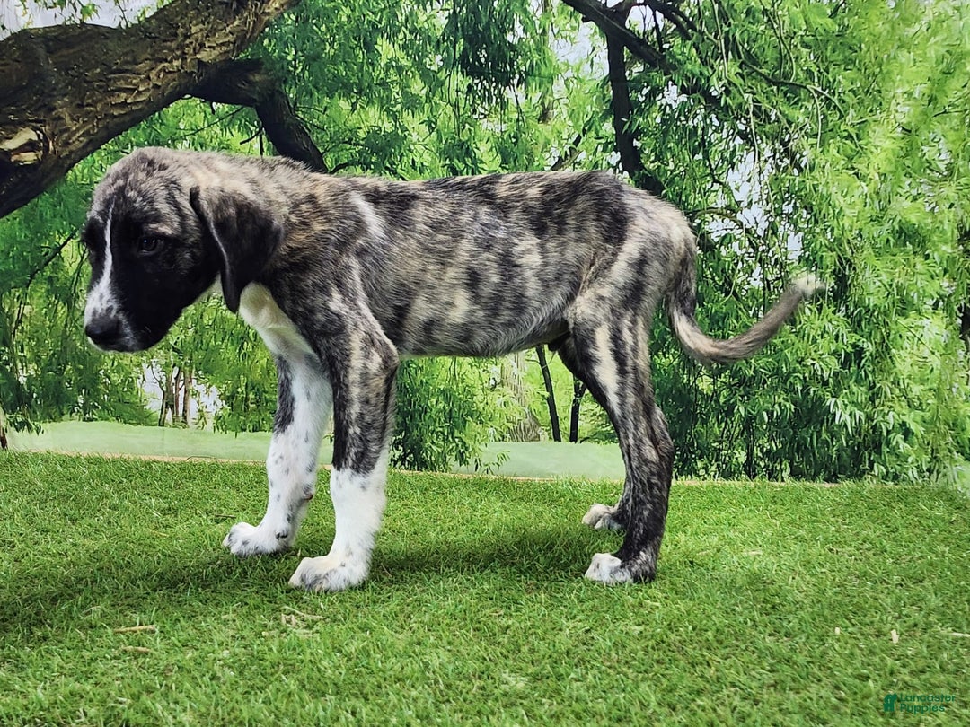 Anatolian Shepherd dogs for sale: AKC Dusty 2025 Male 6 - Image 7