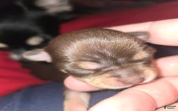 Chihuahua dogs for sale: Chocolate Girl - Image 2