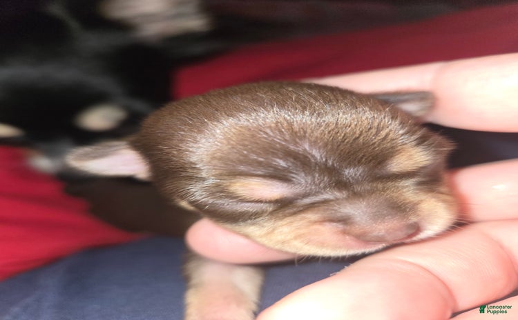 Chihuahua dogs for sale - Ad 3