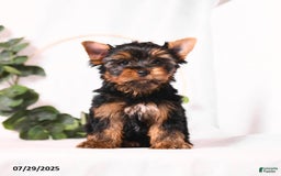 Yorkshire Terrier dogs for sale: Zade - Image 3