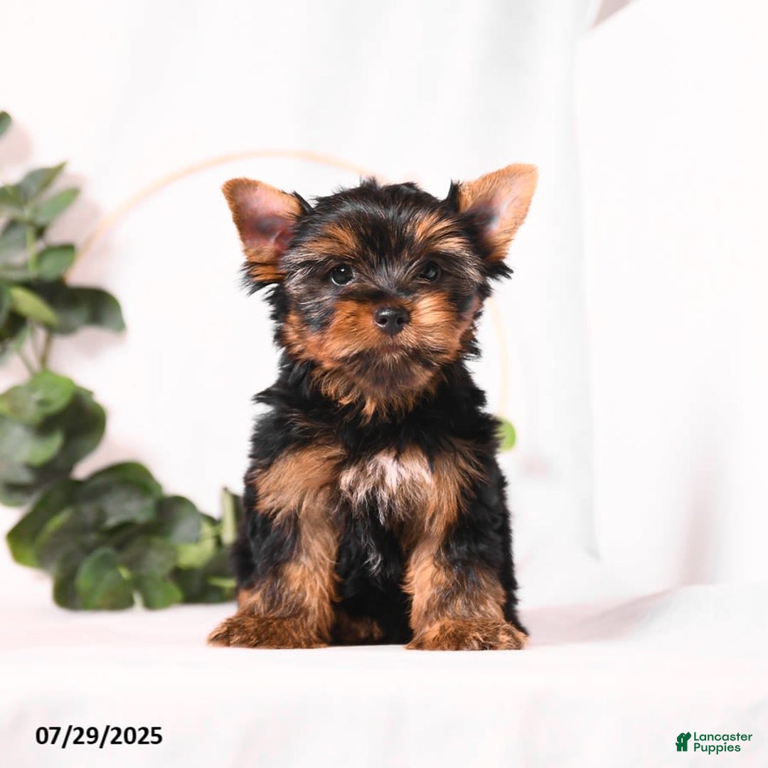Yorkshire Terrier dogs for sale: Zade - Image 3