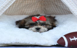 Shih Tzu dogs for sale: Lucky - Image 13