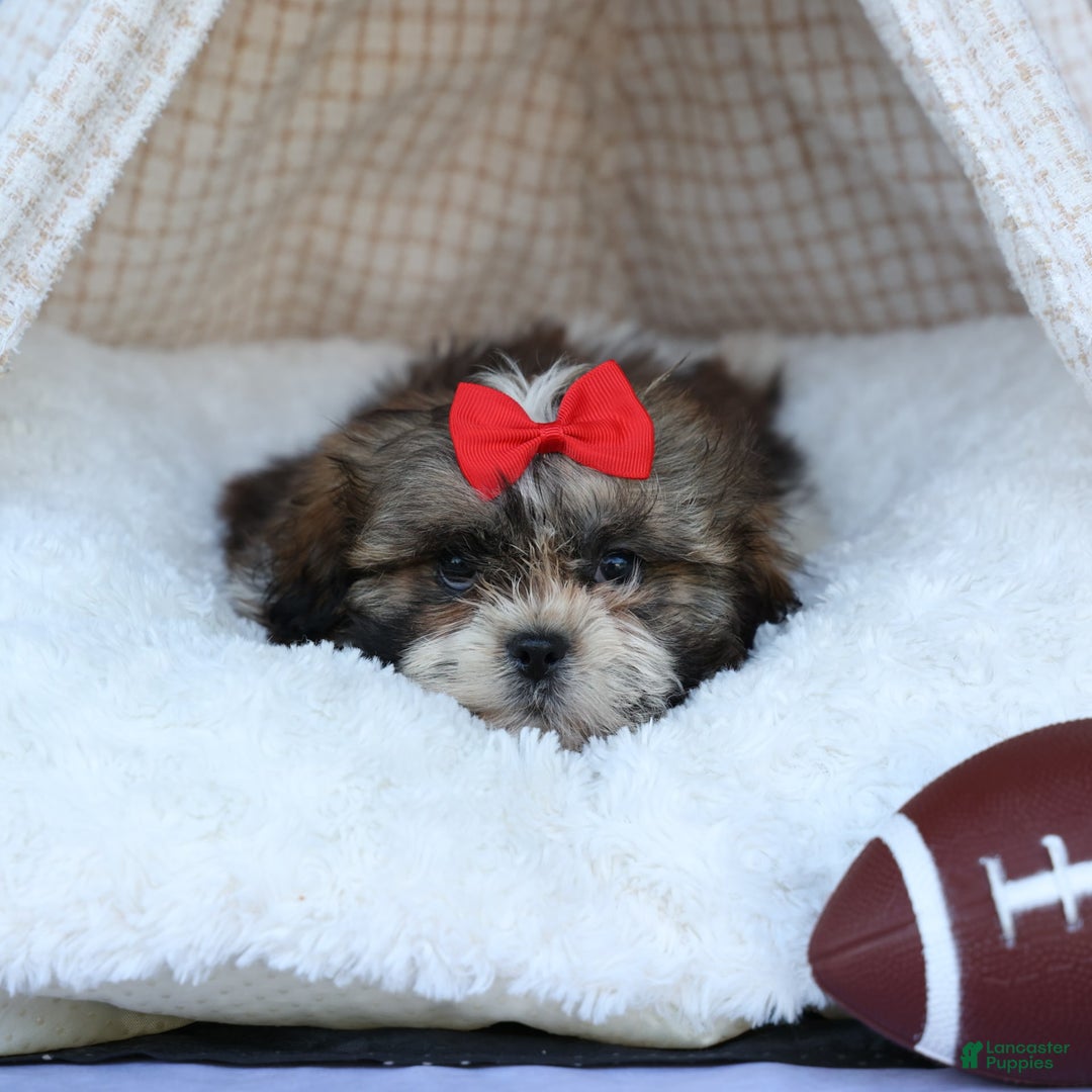 Shih Tzu dogs for sale: Lucky - Image 13