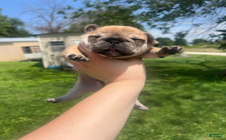 French Bulldog dogs for sale - Ad 4