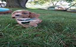 Cavapoo dogs for sale: Taffy - Image 9