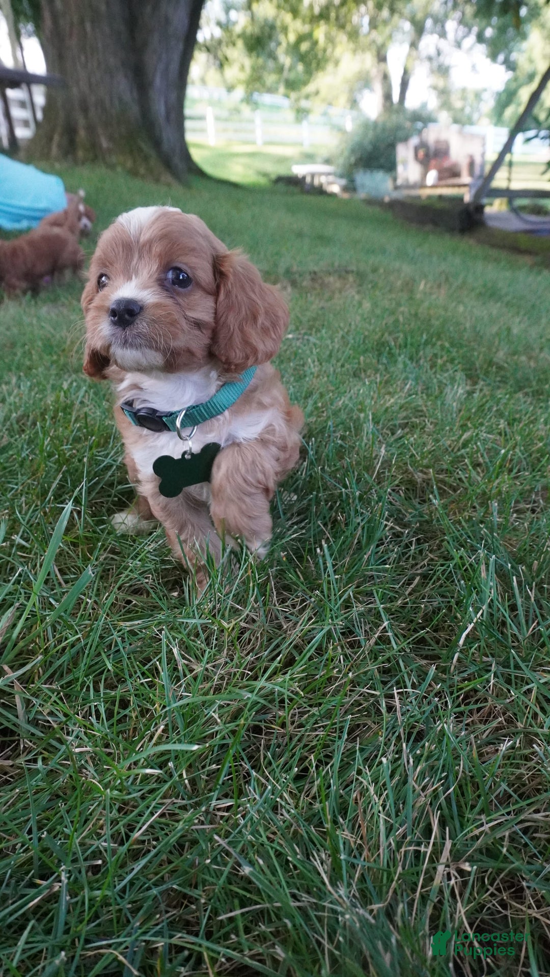 Cavapoo dogs for sale: Taffy - Image 9