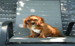 Cavalier King Charles Spaniel dogs for sale: Wendle - Image 6