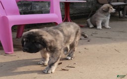 Anatolian Shepherd dogs for sale: Chloe - Image 2