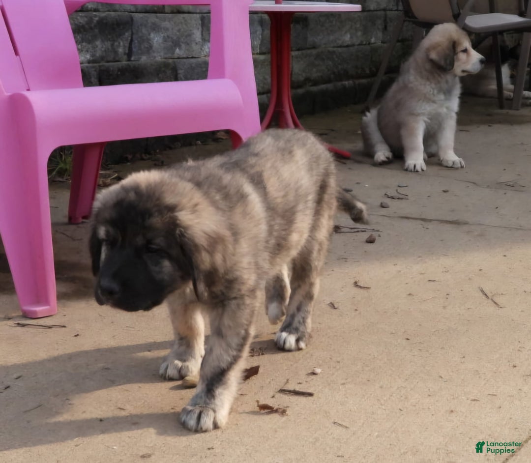Anatolian Shepherd dogs for sale: Chloe - Image 2