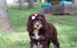 Cockapoo dogs for sale: Precious - Image 20