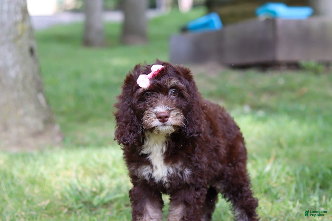 Cockapoo dogs for sale: Precious - Image 20