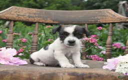 Jack Russell Terrier dogs for sale: Brad - Image 2