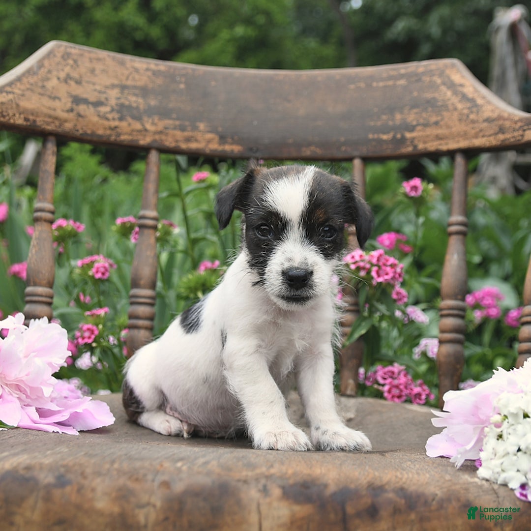 Jack Russell Terrier dogs for sale: Brad - Image 2