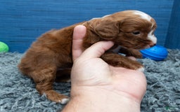 Cavapoo dogs for sale: Sean - Image 7
