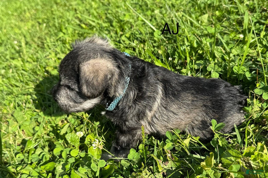 Miniature Schnauzer dogs for sale: Aj - Image 2