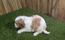 Cavapoo dogs for sale: Cocoa Girl 1 - Image 2