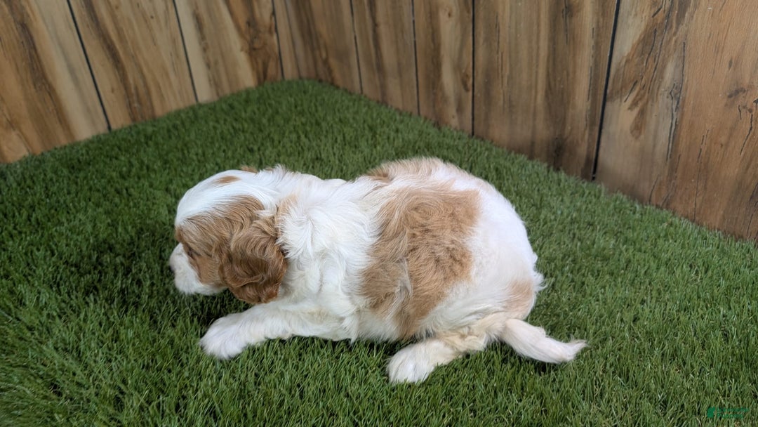 Cavapoo dogs for sale: Cocoa Girl 1 - Image 2