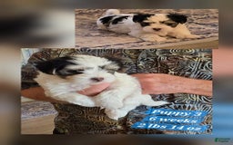 Morkie dogs for sale: Morkie Male 3 - Image 5
