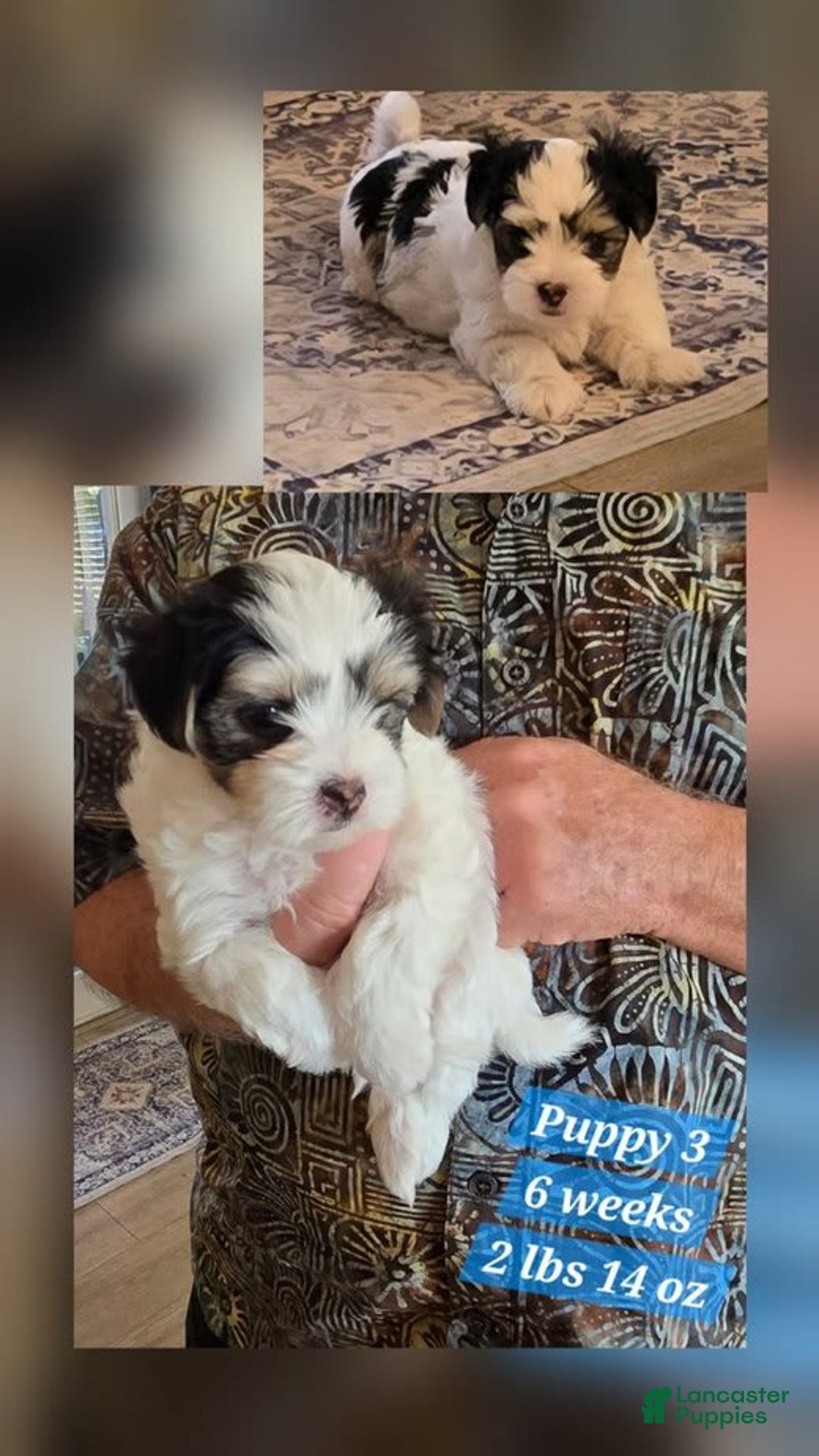 Morkie dogs for sale: Morkie Male 3 - Image 5