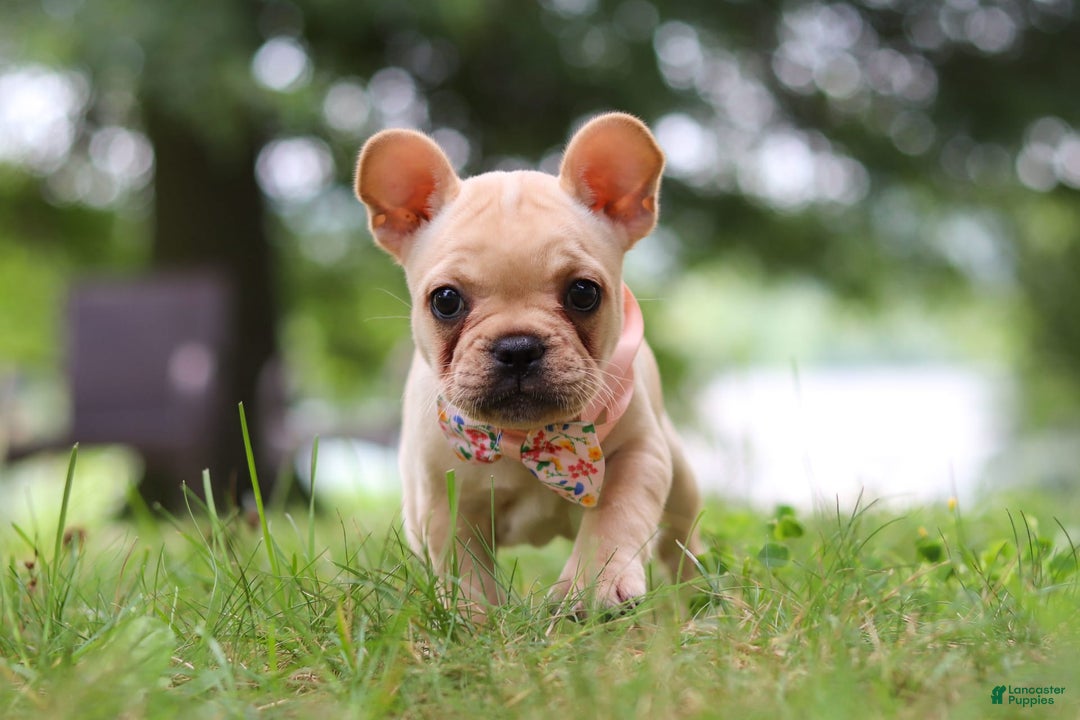 French Bulldog dogs for sale: French Bulldog 5 puppies - Image 9