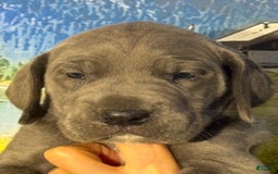 Great Dane dogs for sale: Great Dane 3 puppies - Image 1