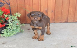 Doberman Pinscher dogs for sale: Diva - Image 3