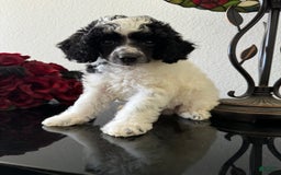 Miniature Poodle dogs for sale: Thor - Image 14