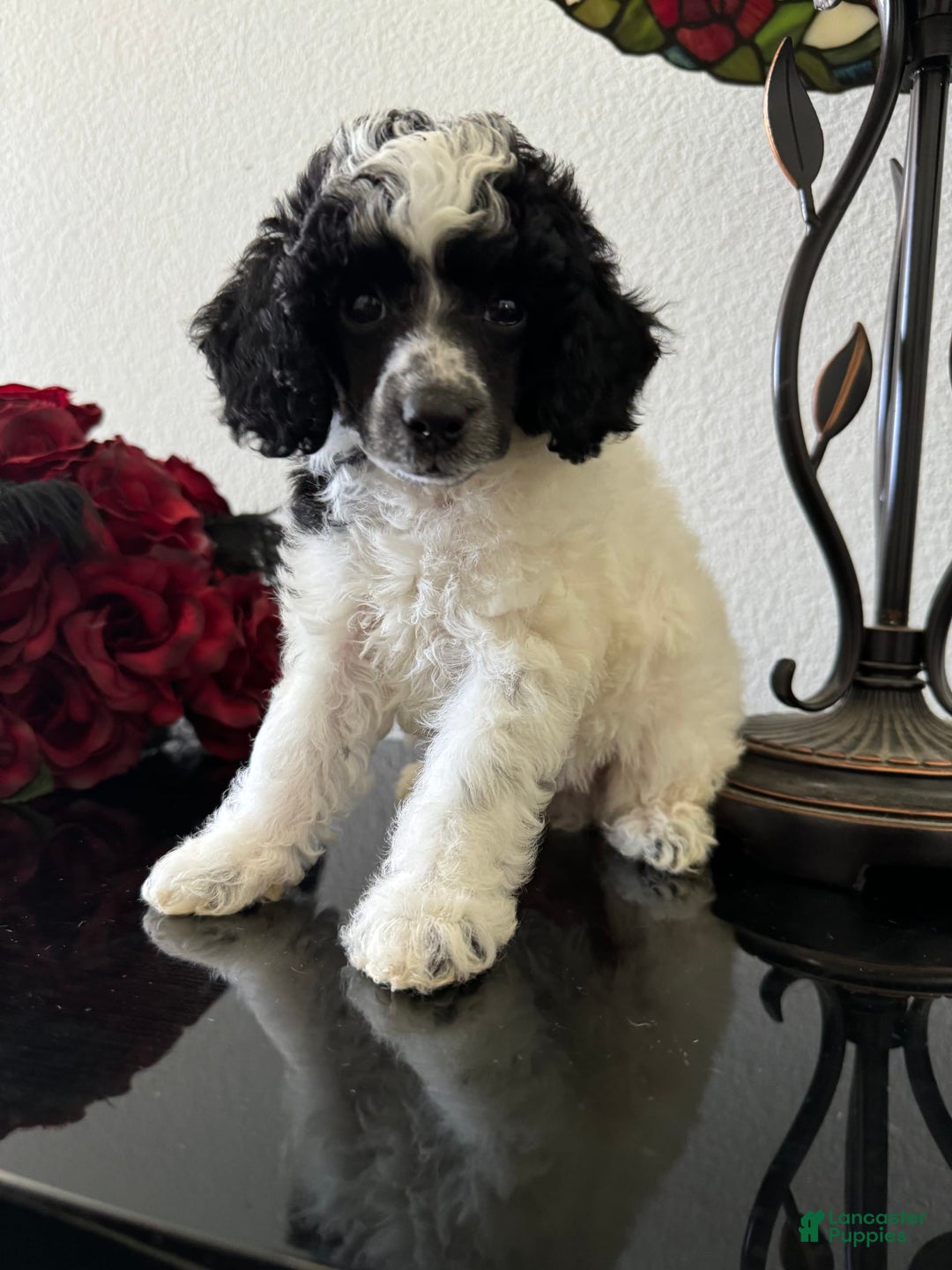 Miniature Poodle dogs for sale: Thor - Image 14