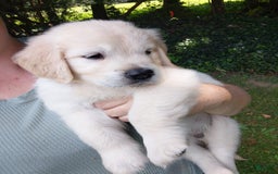 Golden Retriever dogs for sale: Peter - Image 7