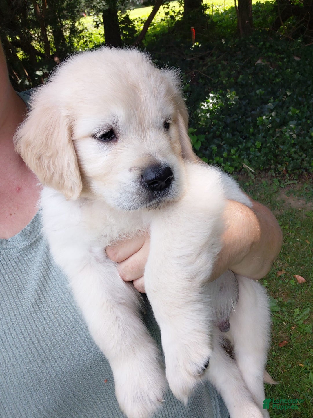 Golden Retriever dogs for sale: Peter - Image 7