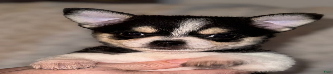 Chia