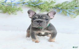 French Bulldog dogs for sale: Madison - Image 5