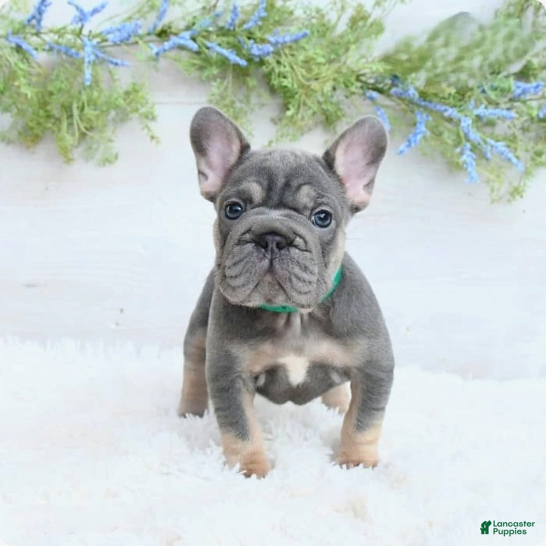 French Bulldog dogs for sale: Madison - Image 5
