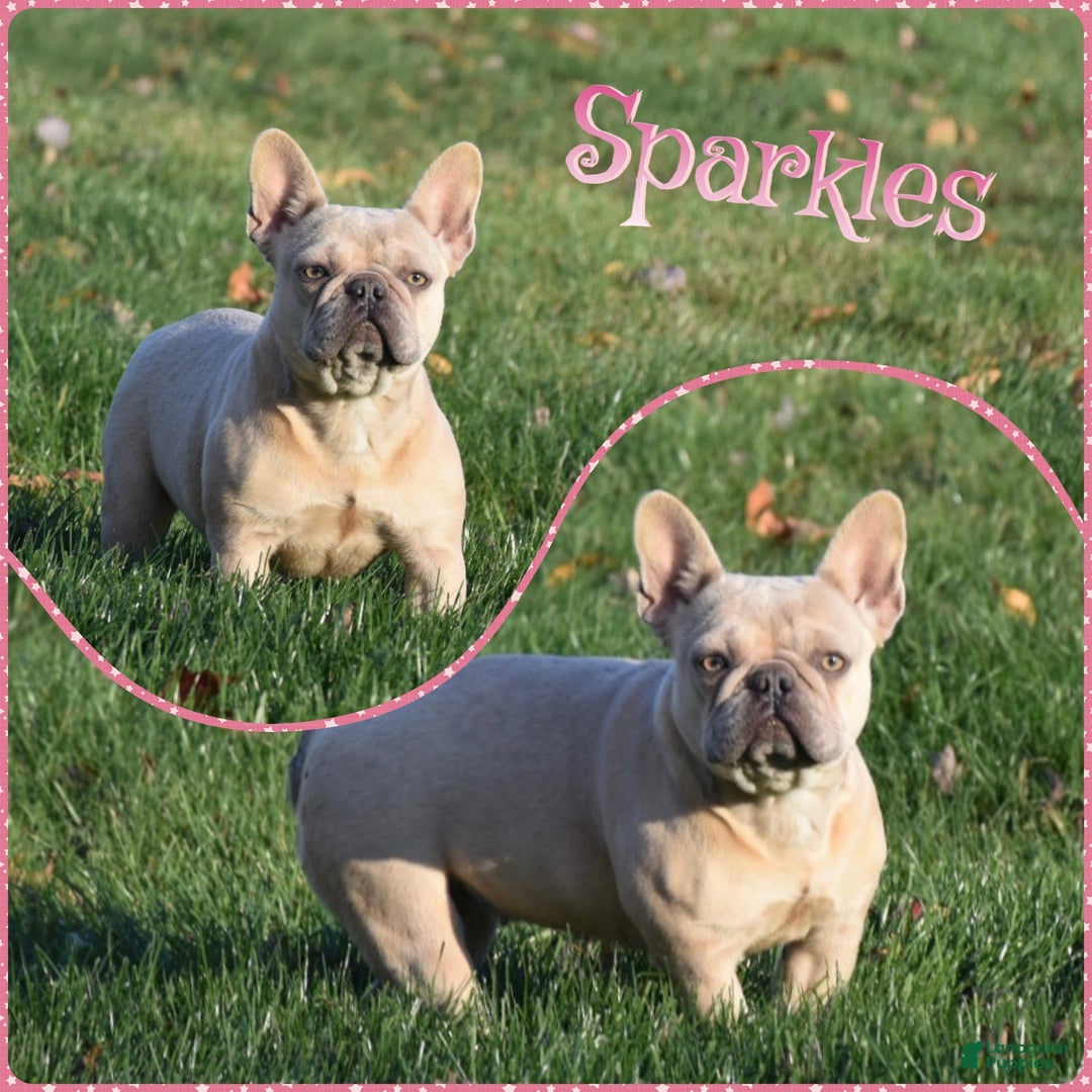 French Bulldog dogs for sale: Honey - Image 8