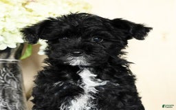 Yorkiepoo dogs for sale: Teddy - Image 4