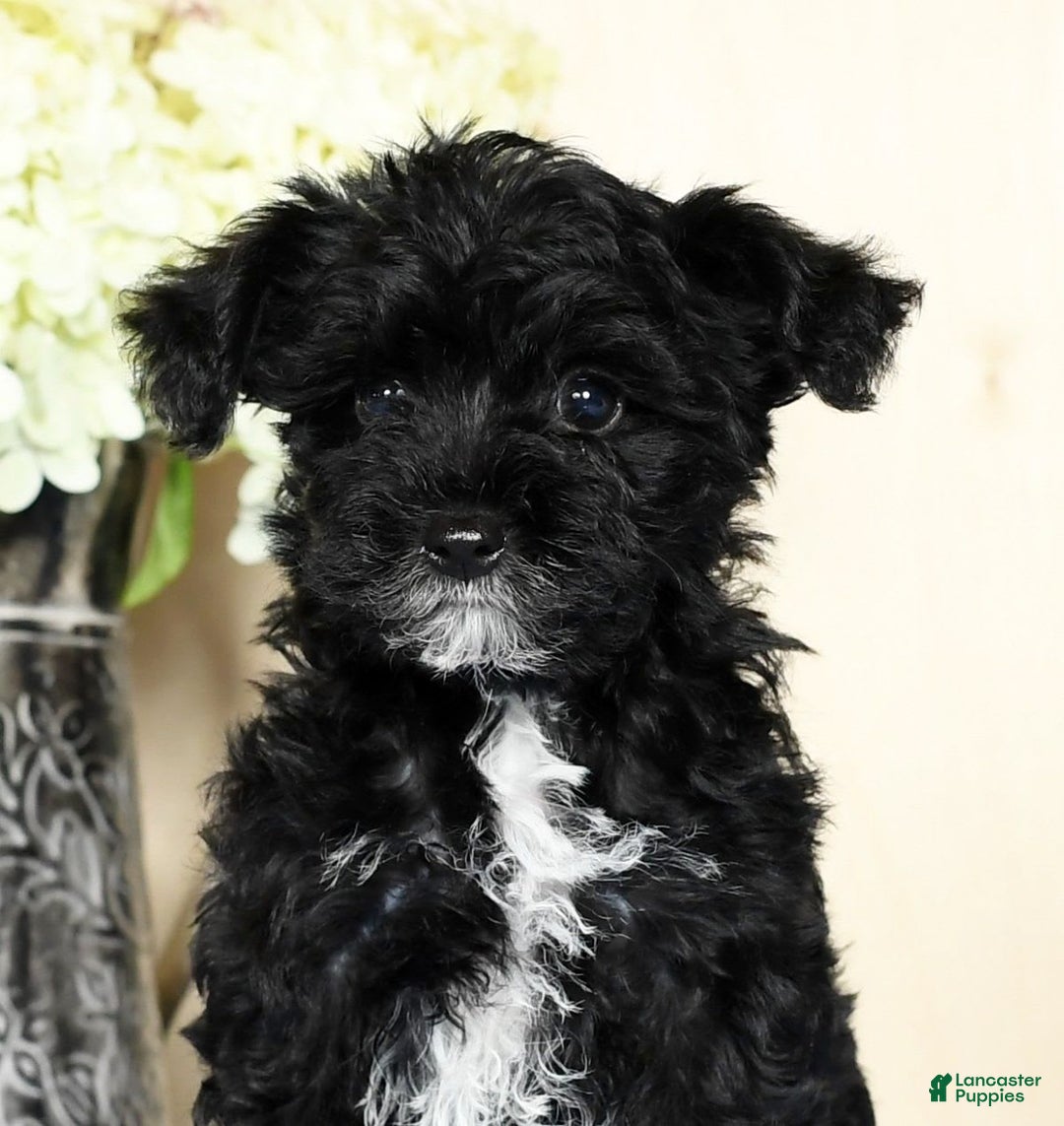 Yorkiepoo dogs for sale: Teddy - Image 4