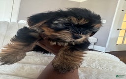 Yorkshire Terrier dogs for sale: Diva - Image 3